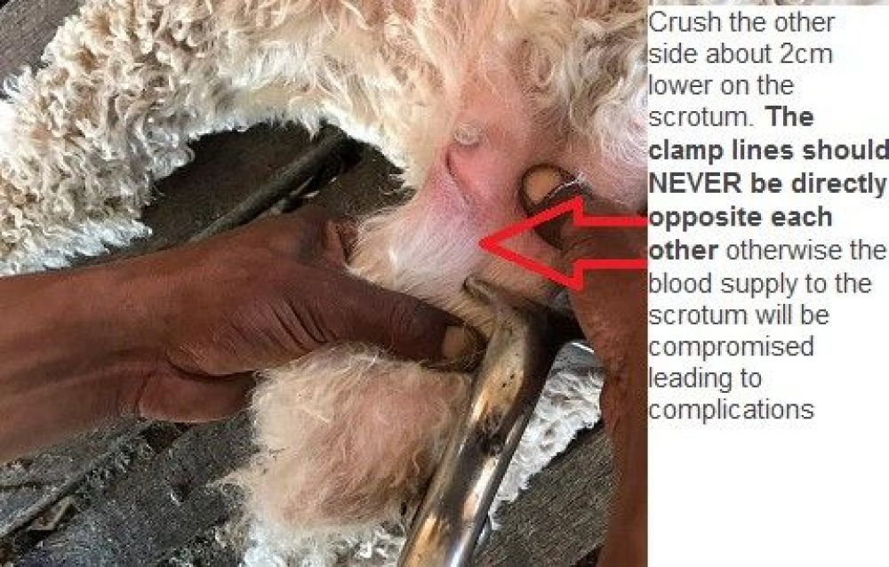 Burdizzo Emasculator Bloodless Castration Livestock Castrator 12" Lamb...