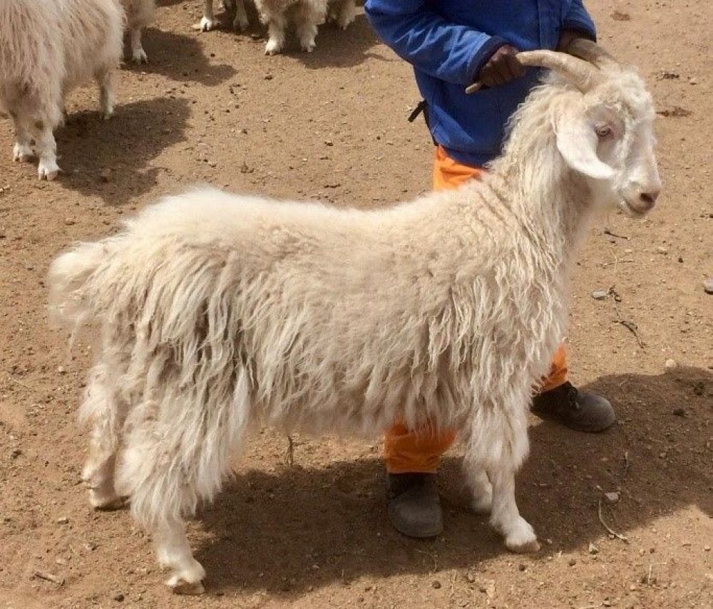 Hair loss in Angora goats