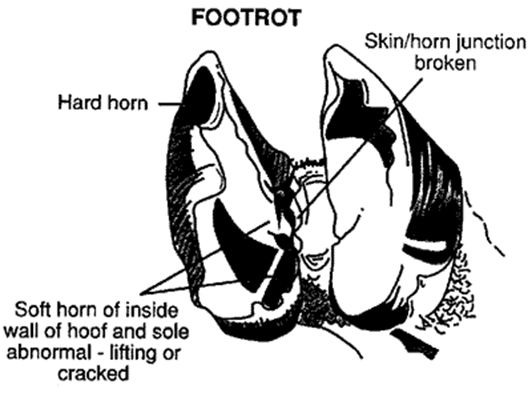 development of footrot