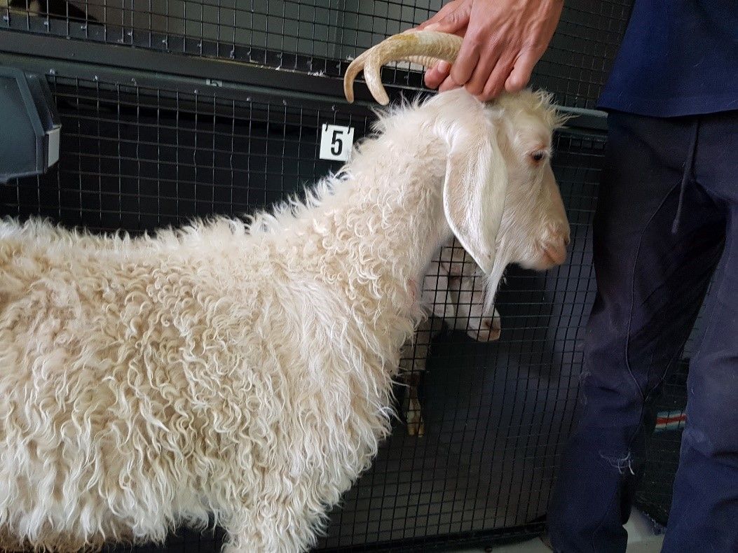 Hair Loss in Angora Goats - Nutritional Causes