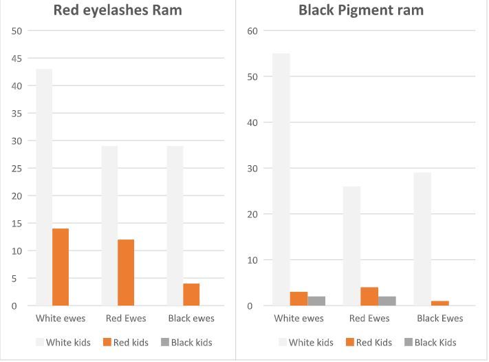 ram_eyelashes_level.jpg
